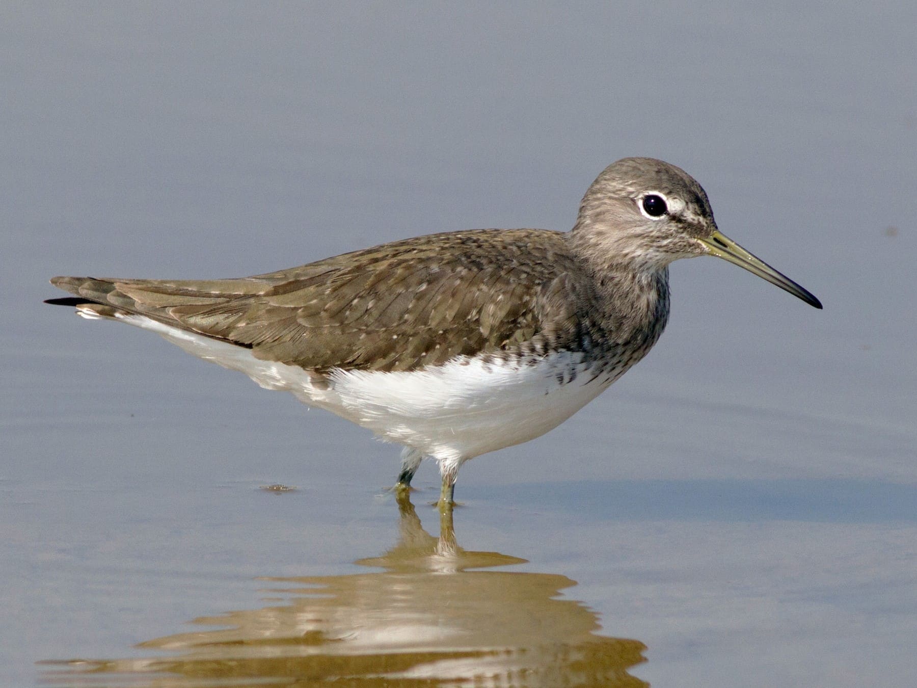 Green Sandpiper